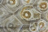 Polished Fossil Coral (Actinocyathus) - Morocco #84985-1